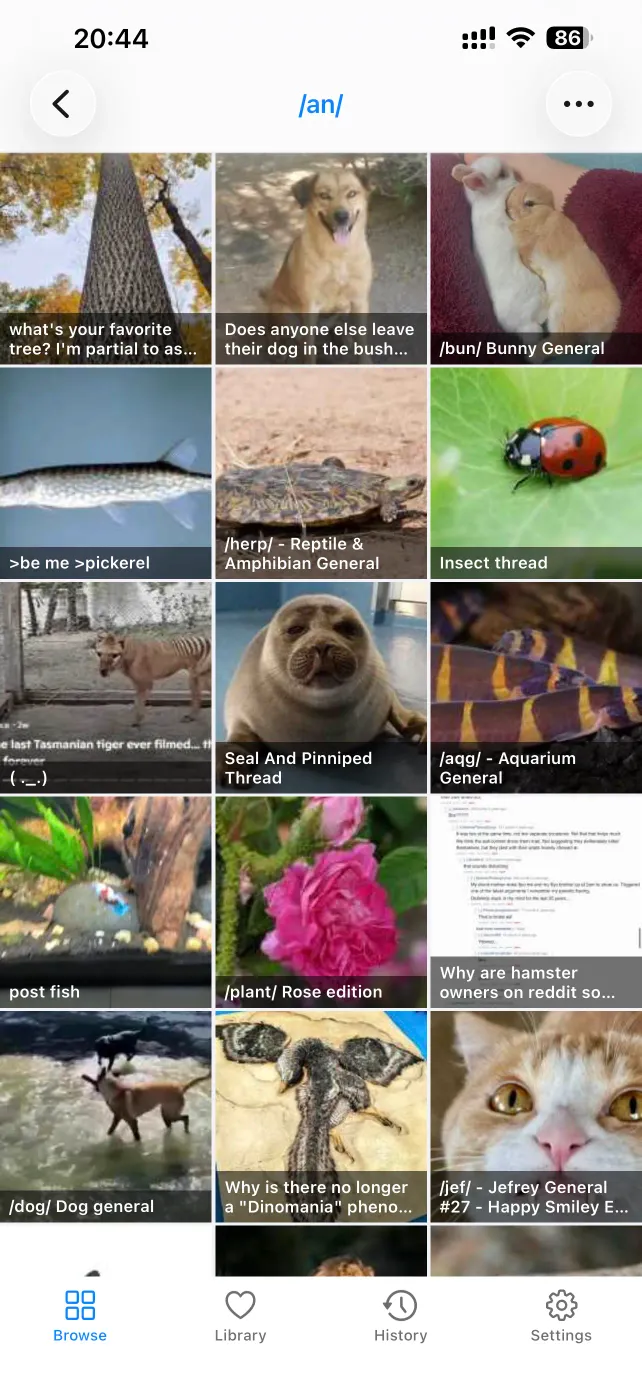 The full-screen media gallery in PocketChan
